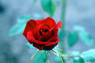 Red Rose 7
