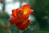 Red Orange Rose