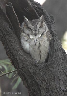 u17/dbehrens/medium/39184509.EurasianScopsOwl.jpg