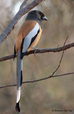 Rufous Treepie.jpg