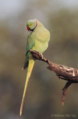 Rose-Ringed Parakeet.jpg