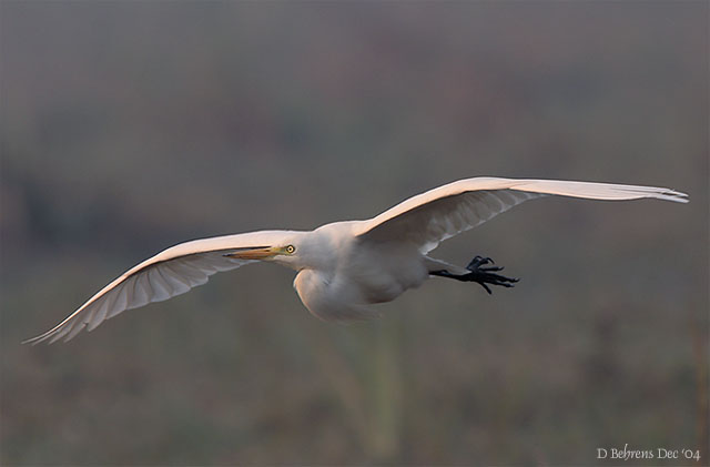 Intermediate Egret on low approach.jpg