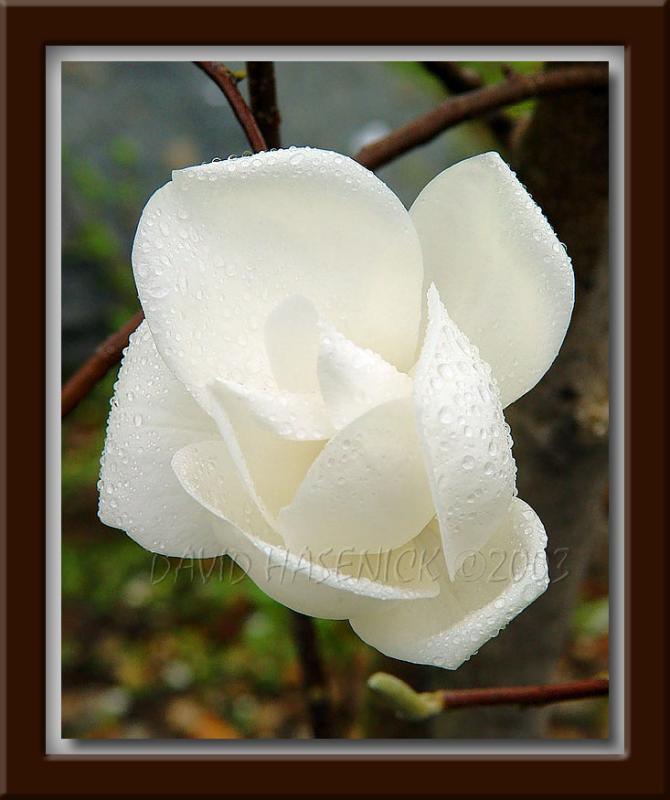 Magnolia