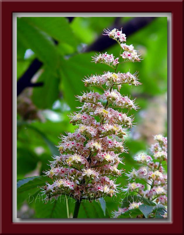 Horse Chestnut