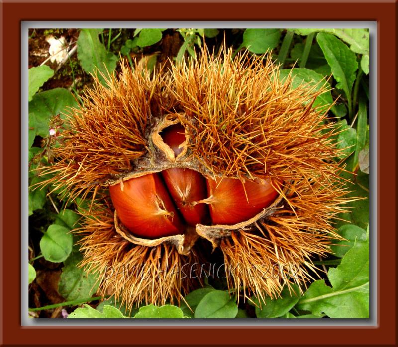 Chestnuts