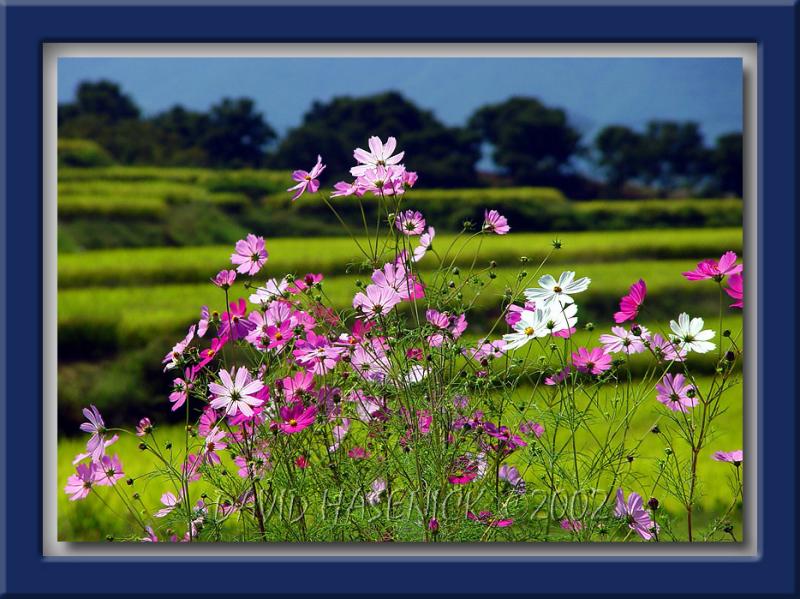 Cosmos Flowers