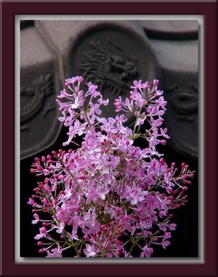 Dragon Flower (Lilac)