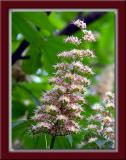 Horse Chestnut