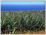 Pineapple Field