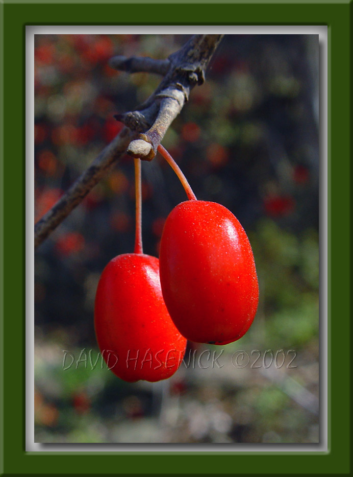 Sansuyu Berries