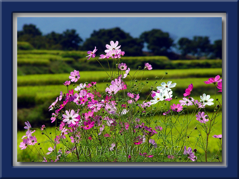 Cosmos Flowers