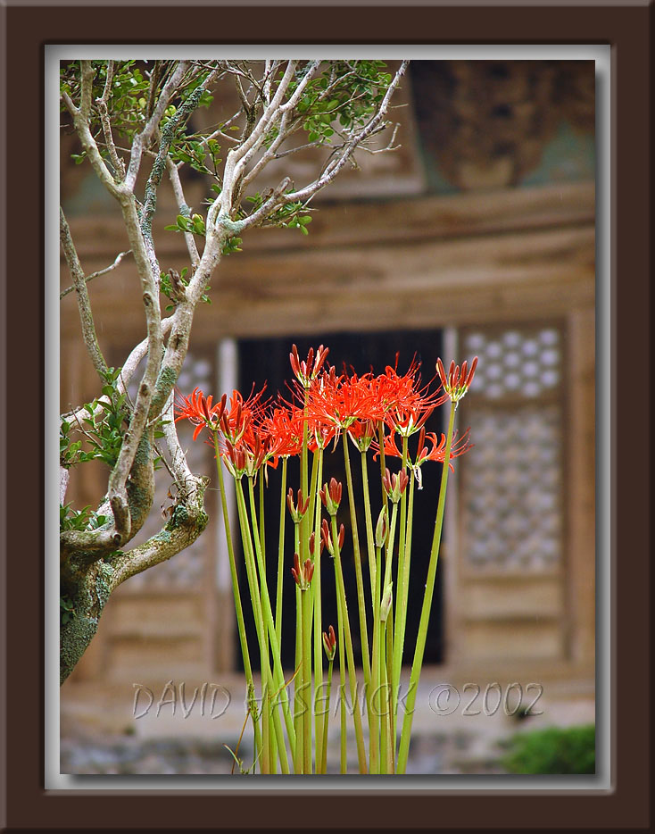 Red Spider Lily - 상사화