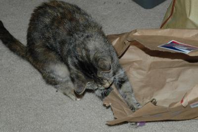Cat 'n the bag