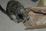 Cat n the bag