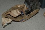 (the mouse is inside the bag)