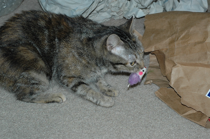Carrying off her prey to a quieter place