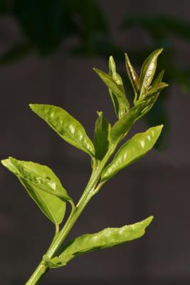 New Growth, Lemon Tree