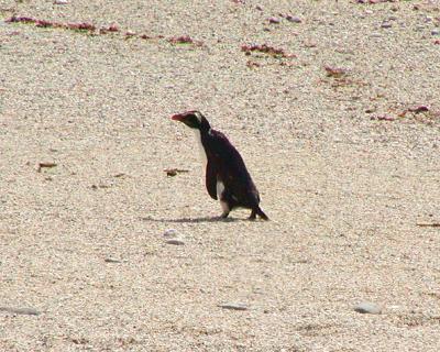 Fjiordland Crested Penguin