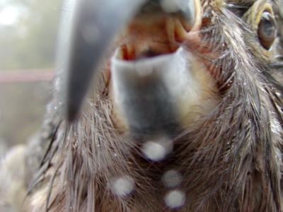 Kea eating camera