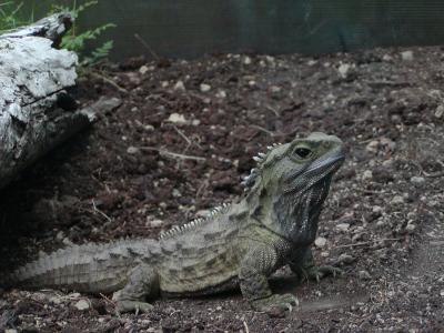 Tuatara (100 year old Henry)