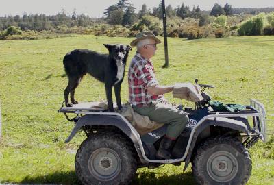 Ubiquitous sheepdog