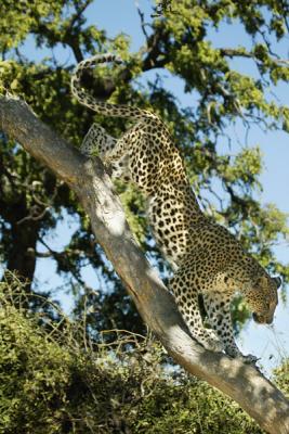 Leopards
