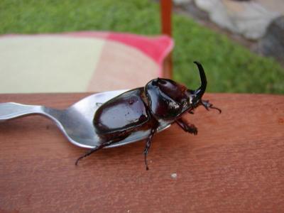 Rhinocerous beetle