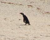 Fjiordland Crested Penguin