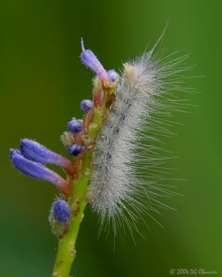 Caterpillar on Pickerelweed Flower
