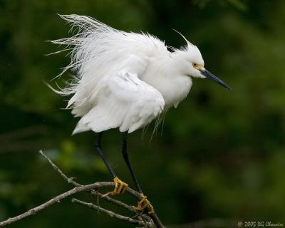 Disheveled Snowy Egret