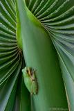 Frog on Palmetto