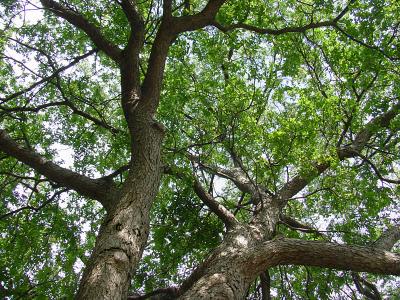 Old Tree