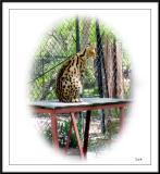 Serval