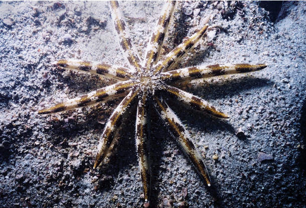 十腕太陽沙海星 Sea star