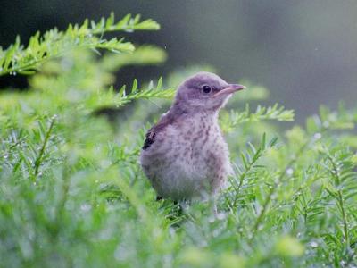 baby mockingbird.jpg