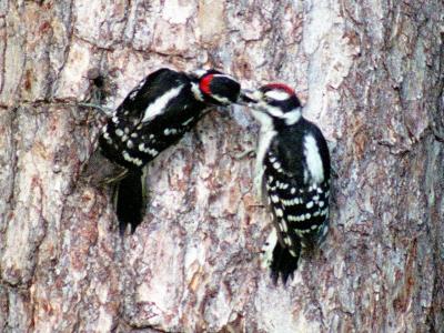 downy feeding.jpg