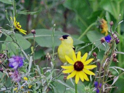 goldfinch.jpg
