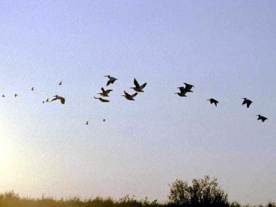 pelican sunset.jpg