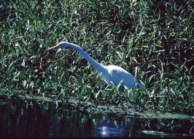 egret.jpg