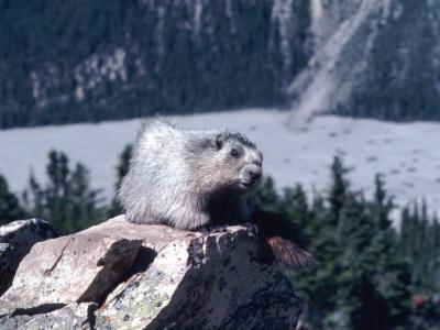 hoary marmot