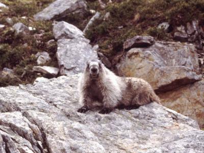 hoary marmot