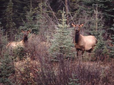 female elk