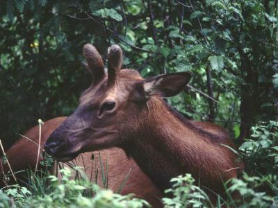 young male elk