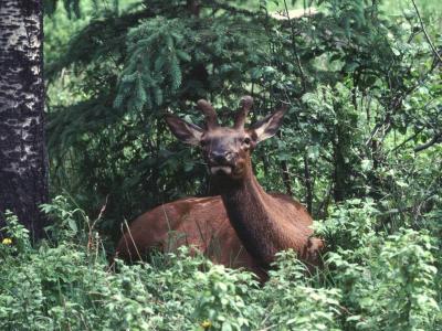 young male elk