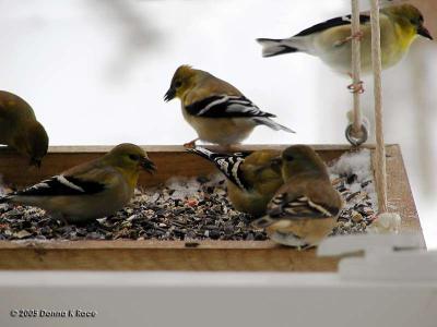 <b>Goldfinches</b><br>Jan 23rd