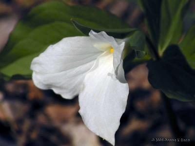 Trillium Grandiflorum