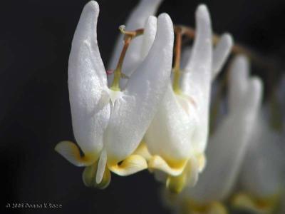 Dutchman's Breeches