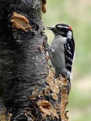 <b>Male Downy Woodpecker</b><br>Apr 14th