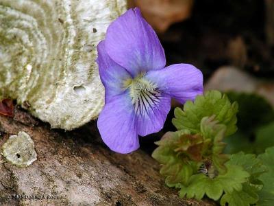 Fungus, Violet, Ground Ivy