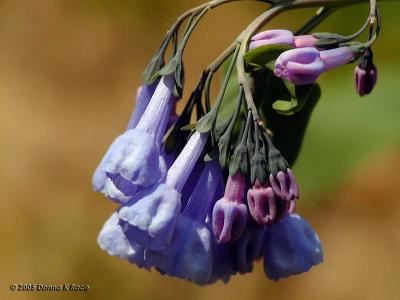 Virginia Bluebells